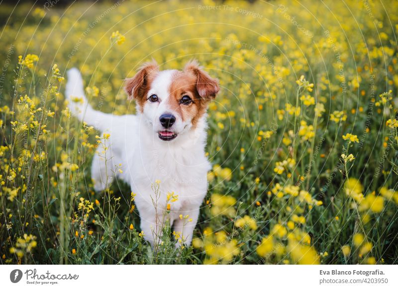 cute small jack russell dog sitting outdoors in yellow flowers meadow background. Spring time, happy pets in nature spring fun country sunny easter beauty