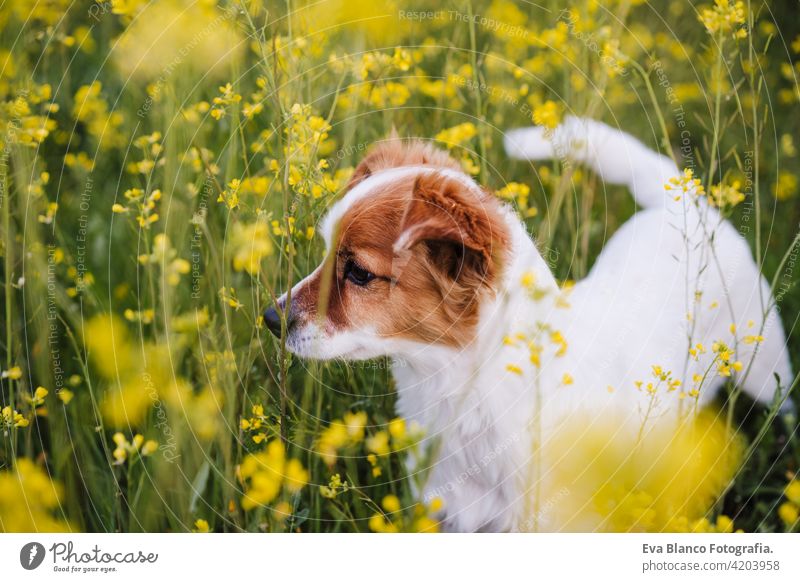 cute small jack russell dog sitting outdoors in yellow flowers meadow background. Spring time, happy pets in nature spring fun country sunny easter beauty