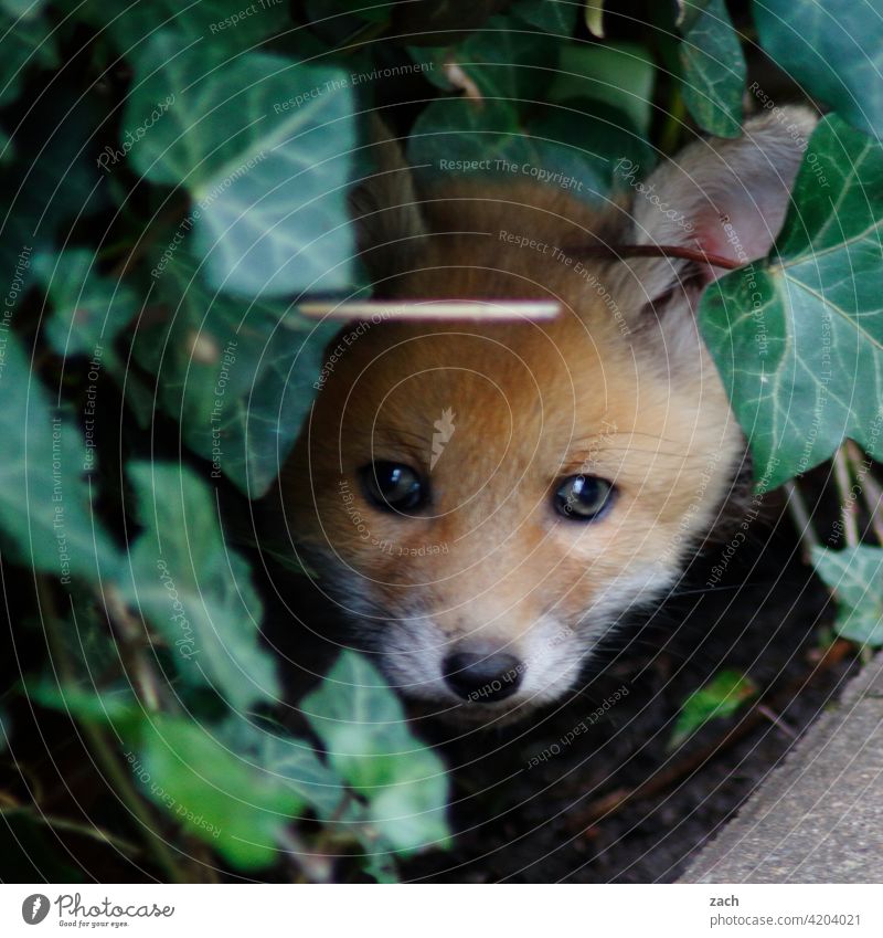 Capitalfux Fox Animal young animal Nature Wild animal Animal portrait Baby animal Small Cute Brown Pelt Puppy Puppies youthful Mammal