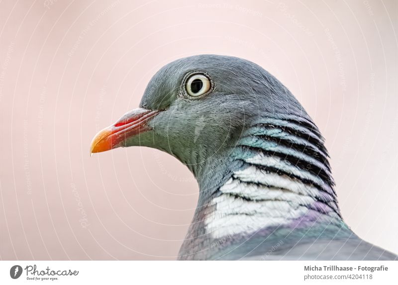 Woodpigeon portrait wood pigeon Pigeon Columba palumbus Animal face Head Beak Eyes Feather Plumed Grand piano Bird Nature Sun Close-up Macro (Extreme close-up)