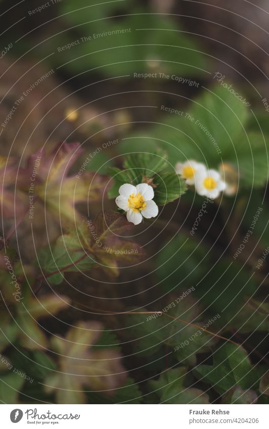 Wild strawberry flowers Wild strawberries Forest Strawberries Strawberry blossom Green White Yellow Plant spring Blossom Five leaves five Blossoming Close-up