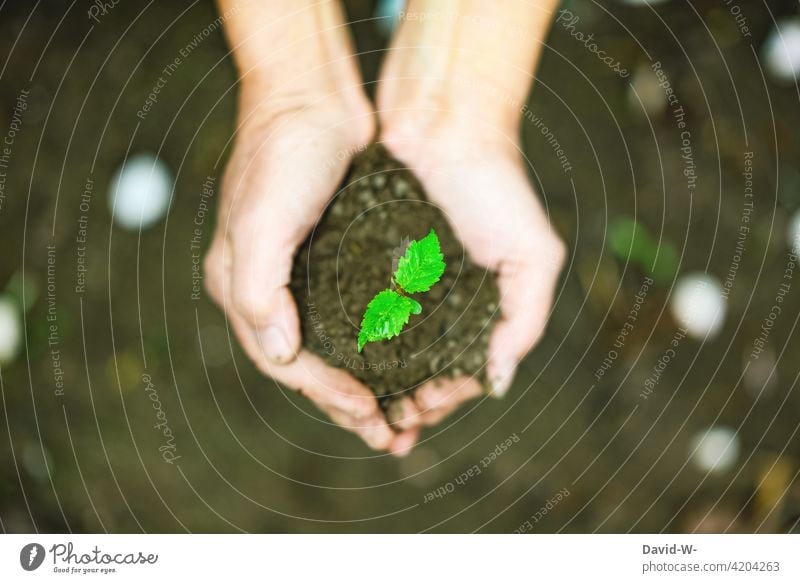 hold a scion in one's hands offshoot Nature close to nature Growth Earth Life Sustainability stop wax Development Love of nature Plant Garden Environment Hand