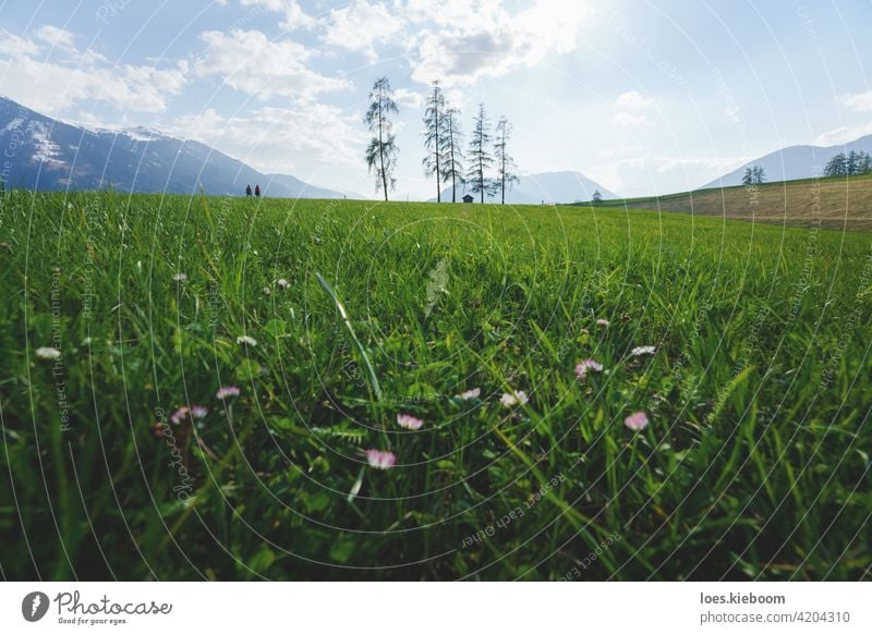 Couple hiking through alpine mountain landscape with five large larch trees in green spring meadow, Mieminger Plateau, Tirol, Austria grass alps walk austria