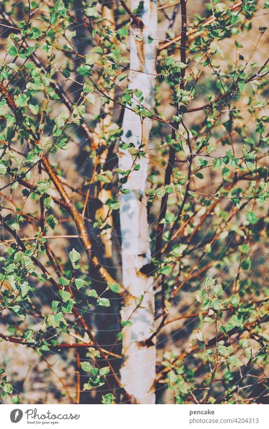 meiboom Birke Baum Maibaum jung Stamm Äste Blätter Nahaufnahme Detail Frühling verliebt Frühlingsgefühle