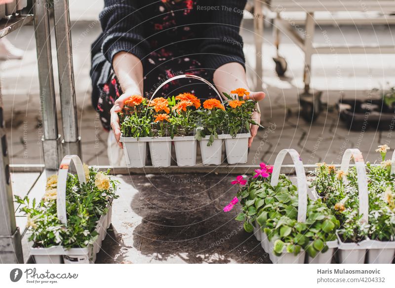 woman holding pots of small fresh flowers beautiful blossom buying care caucasian centre choice choosing chose closeup colorful commercial customer decoration