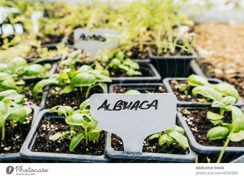 Basil seedlings in small boxes on farm basil seeding herb horticulture title cultivate fresh aroma countryside inscription natural organic vegetate plant