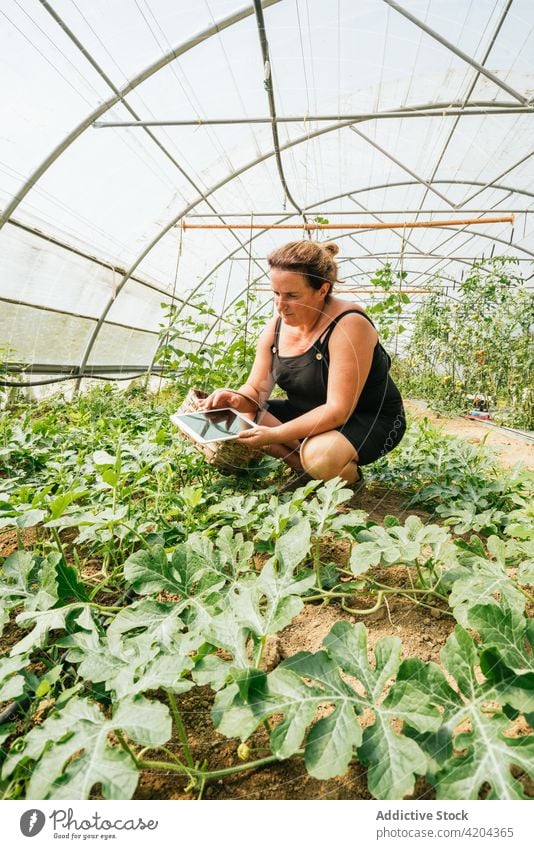 Farmer with tablet against green plants in hothouse farmer plantation horticulture cultivate search browsing black screen work vegetate woman surfing greenhouse