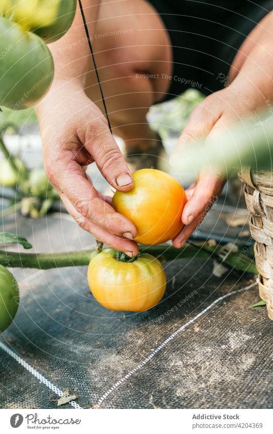 Crop gardener picking tomato from plant near wicker basket harvest vegetable horticulture vitamin natural woman fresh plantation farmer cultivate organic