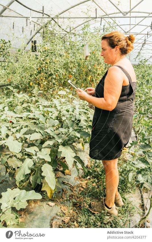 Farmer with tablet against green plants in hothouse farmer plantation horticulture cultivate browsing black screen vegetate woman greenhouse using gadget device