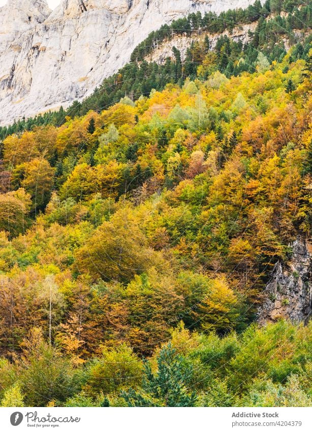 Scenic view of forest in highland area mountain landscape woods tree colorful scenery park national pyrenees huesca spain spectacular scenic picturesque