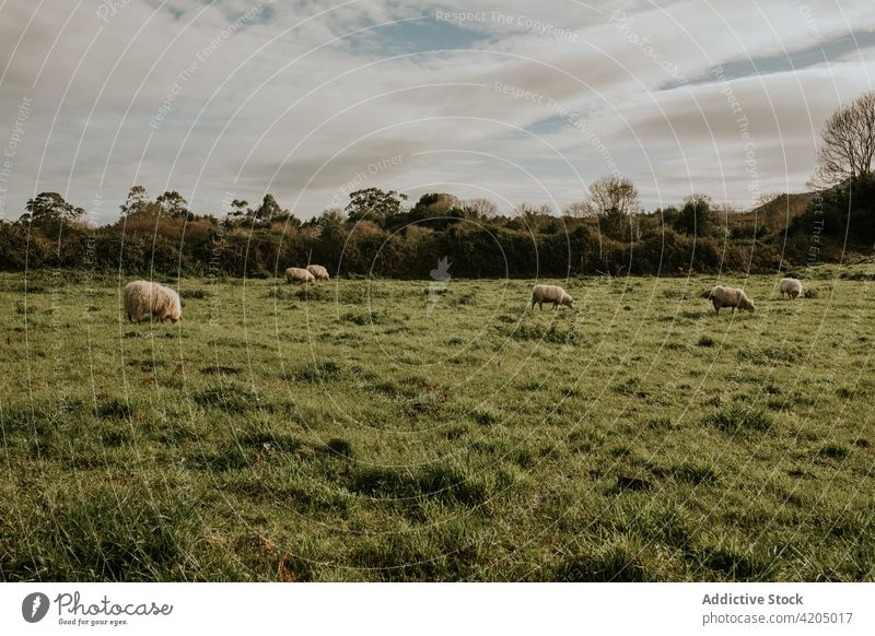 Flock of sheep grazing on meadow on sunny day herd pasture lush graze flock countryside nature field green mammal farmland grassland livestock rural scenic