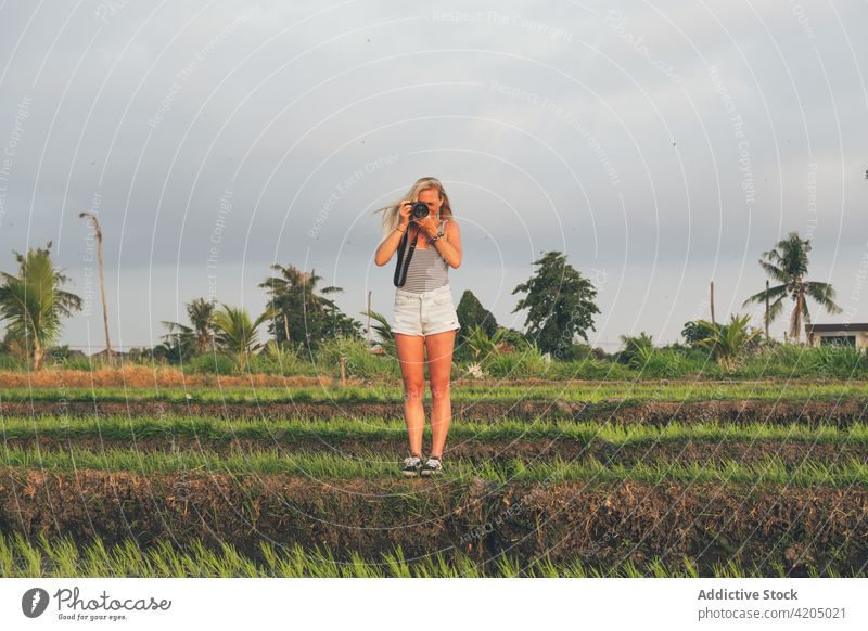 Blond woman taking photos in a rice field in Kajsa plant green farm photographer agriculture paddy nature landscape food harvest background asia thailand