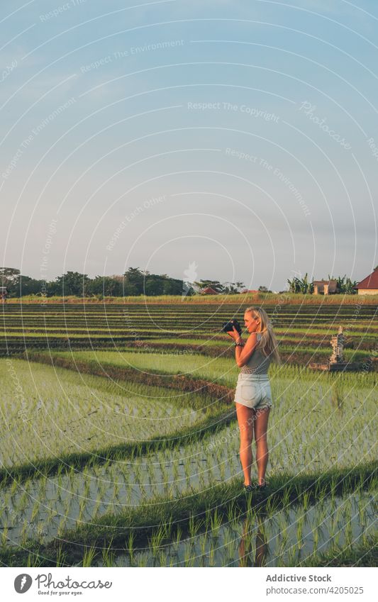 Blond woman taking photos in a rice field in Kajsa plant green farm photographer agriculture paddy nature landscape food harvest background asia thailand