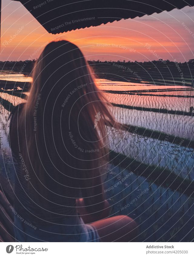 Blond woman sitting in a rice field in Kajsa plant green farm agriculture paddy nature landscape food harvest background asia thailand outdoor asian sky farming