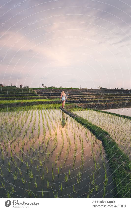 Blond woman standing in a rice field in Kajsa plant green farm agriculture paddy nature landscape food harvest background asia thailand outdoor asian sky