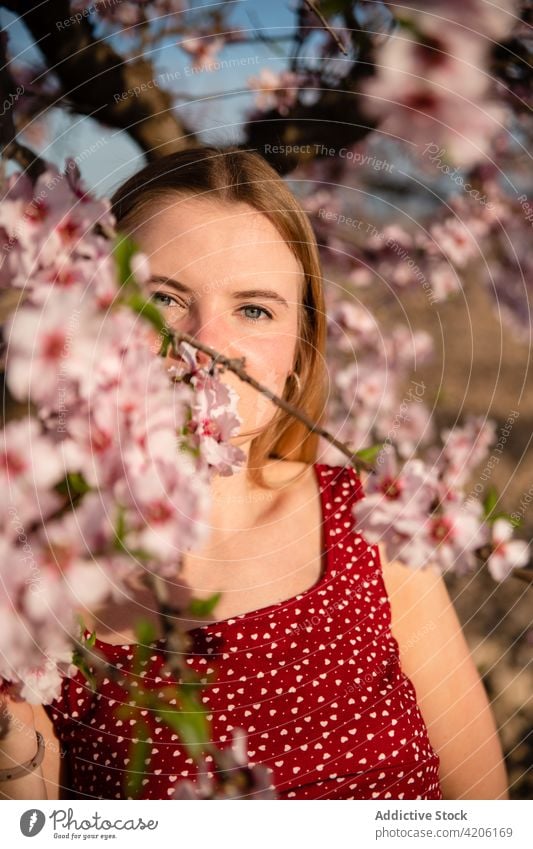 Blond woman with long hair posing under a flowering almond tree and looking at camera park blossom spring nature beautiful blonde blooming female girl young