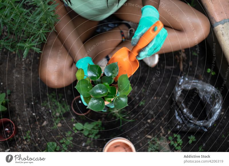 Crop ethnic woman planting flowers in pots in greenhouse gardener hothouse care shovel soil female black african american glove replant transplant bloom botany