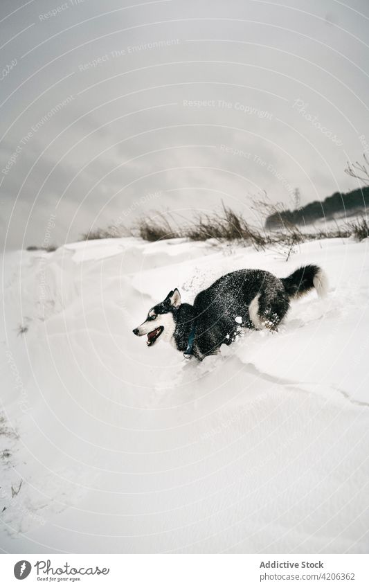 Purebred dog running through snowy field husky meadow nature winter pet purebred countryside canine gray daylight fast animal hill pedigree friend breed tree