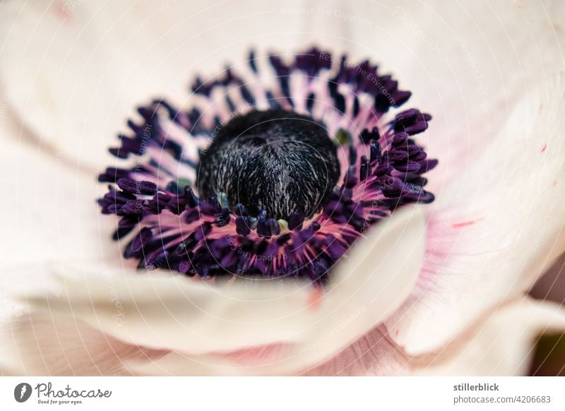 Flower of an anemone Blossom Plant Blossoming Close-up purple Delicate