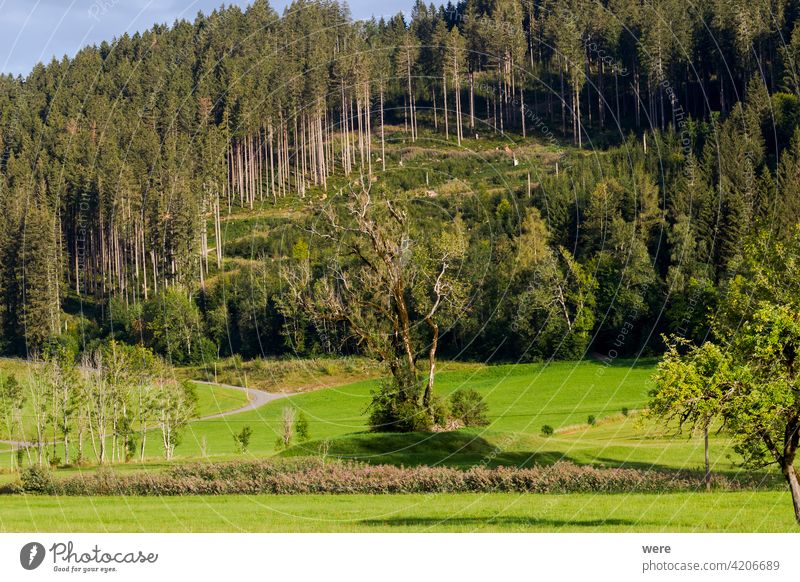 Old ash trees over the historical remains of a Celtic meeting place Ancient archaeological Ash Copy Space Historic Mysterious Nature nobody Place of performance