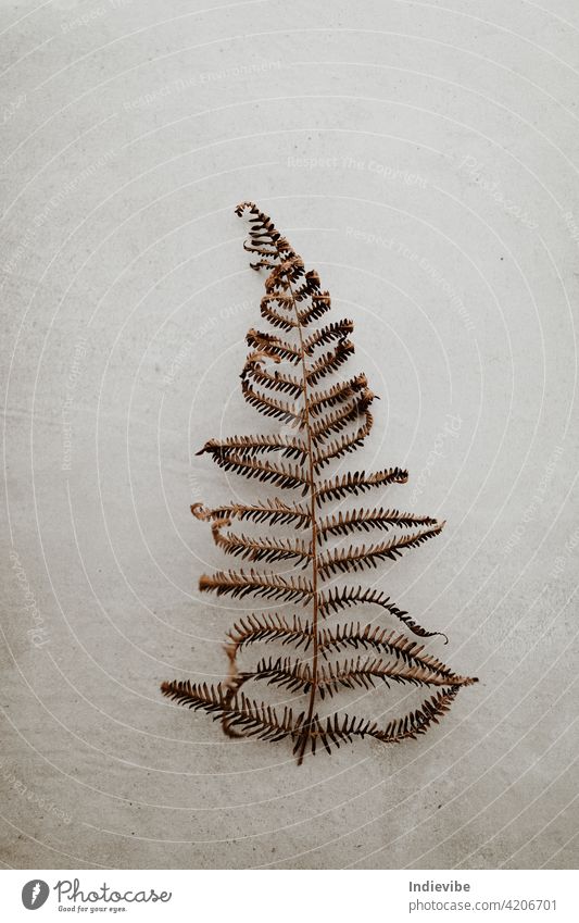 Dried fern leaf on grey stone background. Flat lay, top view image. dried dry flat lay brown gray concrete nobody simple minimal minimalist nature small leaves