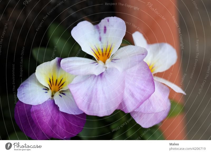 Pretty pansies on a bed in a city park background beautiful beauty blossom color colorful floral flower garden green nature plant pretty season spring botanical