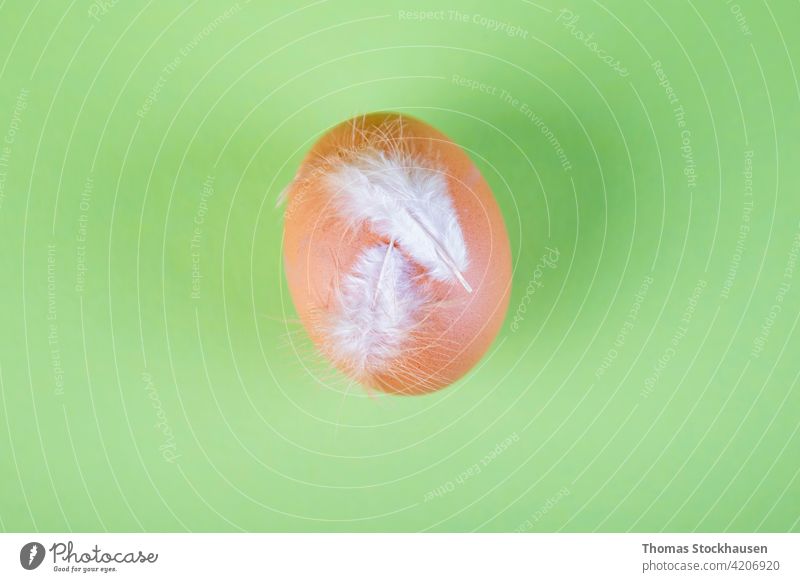 brown chicken egg iwith white feathers on green background agriculture animal boiled breakfast cholesterol closeup copy space easter eggs eggshell food