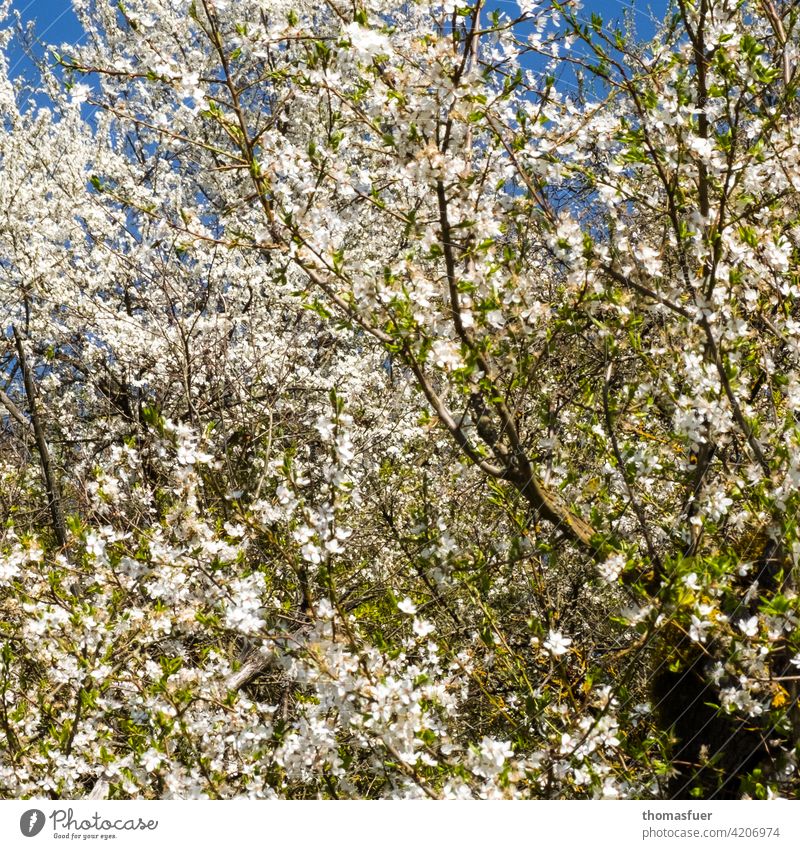 spring blossoms flowers Blossom Spring sea of blossoms abundance spring awakening Plant Exterior shot Nature Romance Spring fever Sky Blue Tree