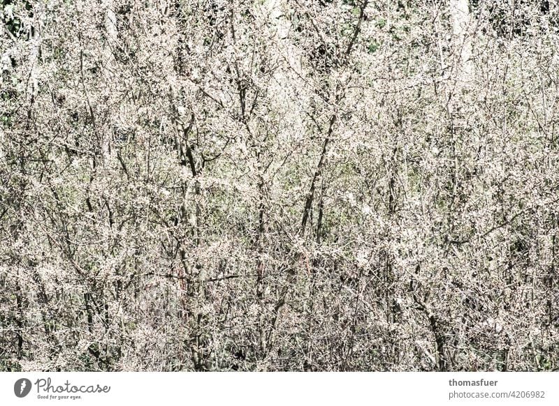 spring blossoms flowers Blossom Spring sea of blossoms abundance spring awakening Plant Exterior shot Nature Romance Spring fever