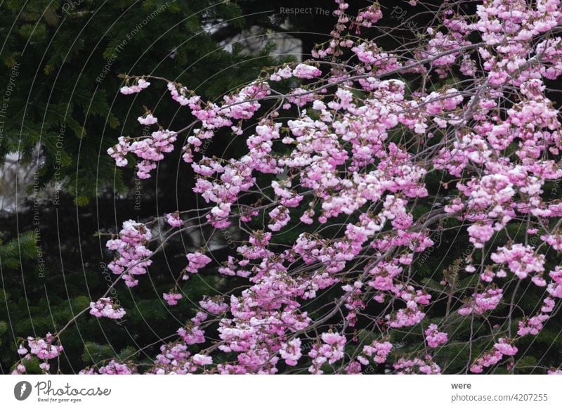 Branches of a flowering ornamental cherry with pink flowers blooms Blooming Subsidiaries Cherry blossom Copy Space f Lowering Garden Gardening Nature nobody