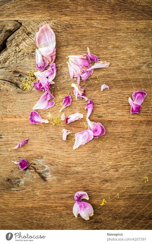 Flowers on wooden table plant nature barn door brown purple white yellow pollen texture Blüten Holztisch Pflanze Natur Tisch Scheunentor braun violett weiss