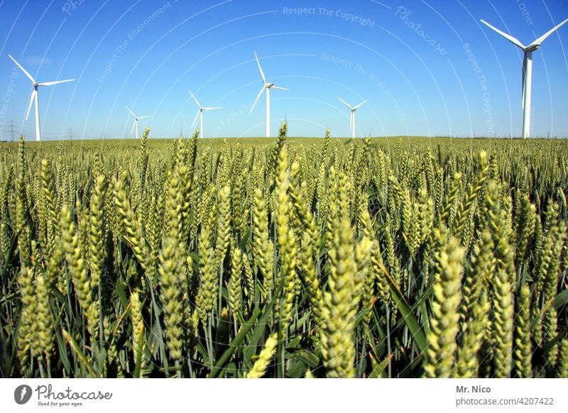 wind farm Agriculture Field Green Wind energy plant Summer Nature Sky Maturing time Energy industry Growth Grain Ear of corn Grain field Far-off places Pinwheel