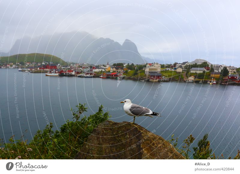 Lofoten Mystic Landscape Nature Water Clouds Bad weather Hill Rock Coast Fjord Lofotes Norway Europe Village Fishing village Tourist Attraction Bird Seagull 1