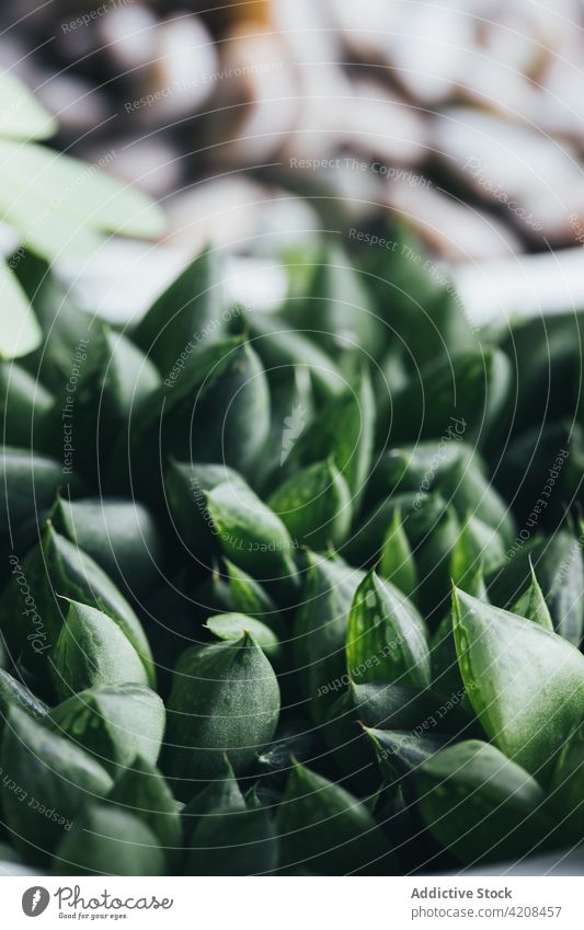 Succulent plant in pot on table succulent potted surface flora green exotic decorative grow small wooden haworthia retusa light place botany growth greenery