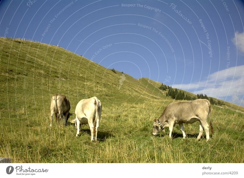 Grazing cows Cow Meadow Transport Alps Mountain