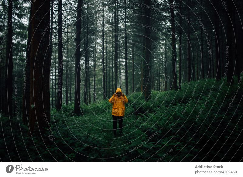 Anonymous traveler exploring green woods during trip tourist explore nature landscape woodland environment ecology wanderlust path route direction forest