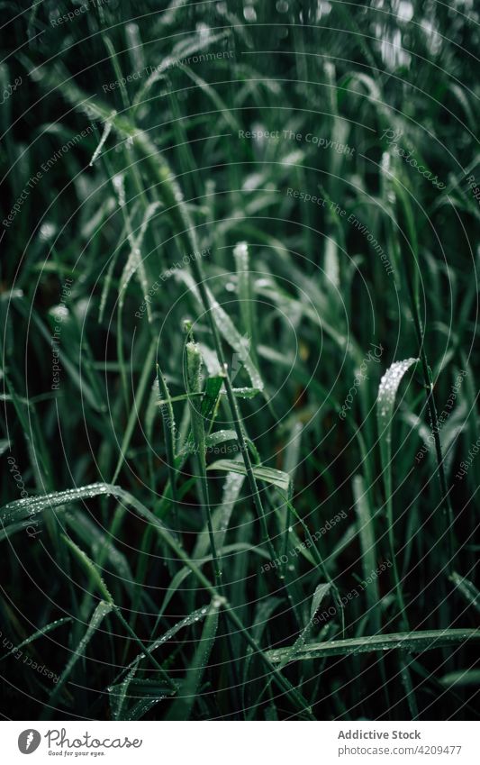 Green plant with dew on wavy leaf in forest nature environment botany ecology vegetate wet greenery pure water drop tiny shiny curve stem thin stalk grow fresh