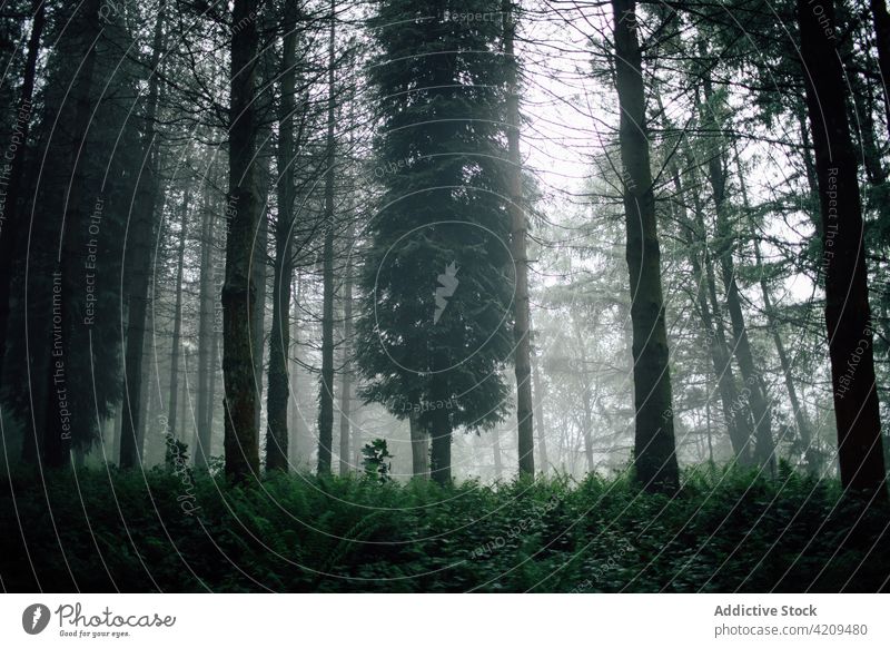 Overgrown trees in misty woods under gray sky nature landscape woodland environment ecology mystery overgrown solitude forest fog trunk dark scene silent high