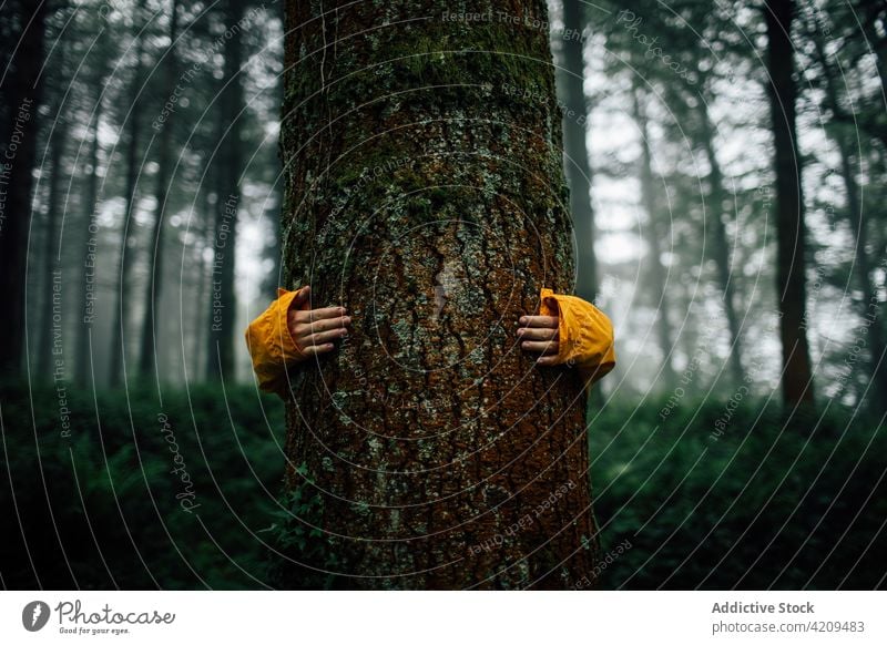 Anonymous traveler embracing tree trunk in forest embrace wanderlust explore nature hide bark woods hiker botany tourist rough dry old woodland environment