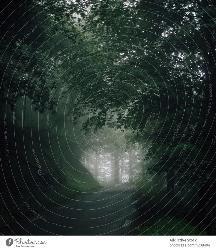 Overgrown trees in misty woods under gray sky nature landscape woodland environment ecology mystery overgrown solitude forest fog trunk dark scene silent high