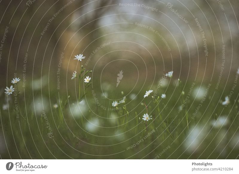 Delicate little flowers in a meadow. Meadow Green White bokeh Blossom Nature Garden Blossoming Spring Summer Plant Colour photo Yellow naturally Deserted Grass