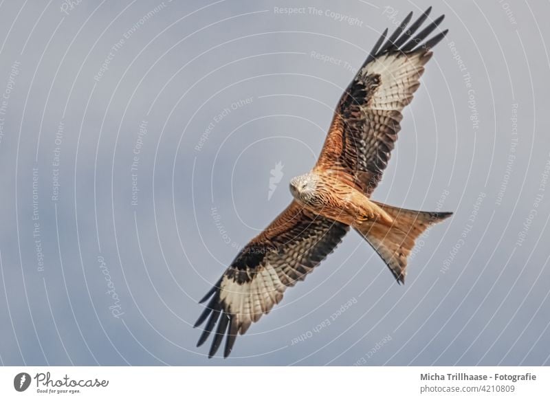 Flying red kite Red Kite Red kite milvus milvus Bird in flight Bird of prey Head Beak Eyes Grand piano Wing span feathers plumage flapping Sky sunshine Sun