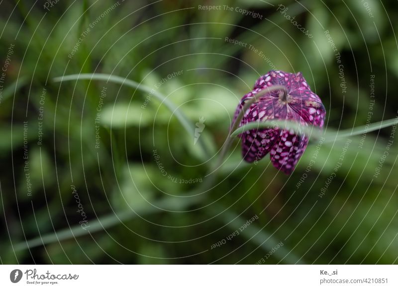 purple checkerboard flower (Fritillaria meleagris) in spring seen from above Deserted Inspiration Available light Contrast Change Colour photo attentiveness