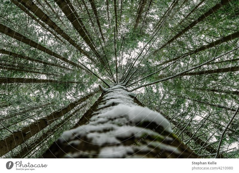 Snow covered tree perspective impressive view looking up as a symbol for a height-concept treetops tall snow nature winter leaf look-up low perspective wood