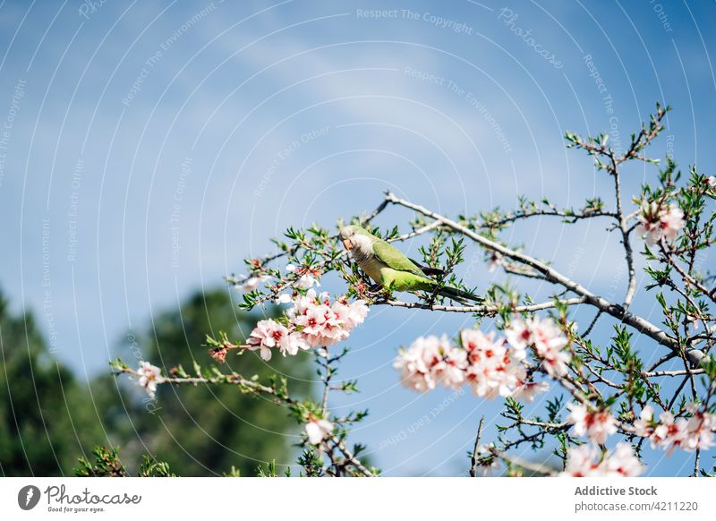 Colorful parrot sitting on blooming branch bird lush cherry tree creature blossom environment ornithology vegetate plant wildlife twig flower plumage growth