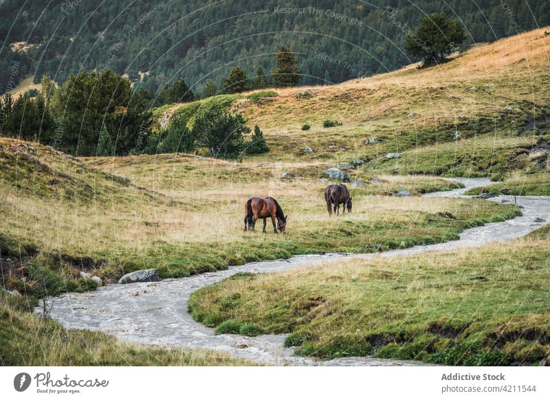 Horses grazing in field near brook horse grass valley fresh water meadow rural nature herbivore countryside equine domestic slope verdant forest daytime green