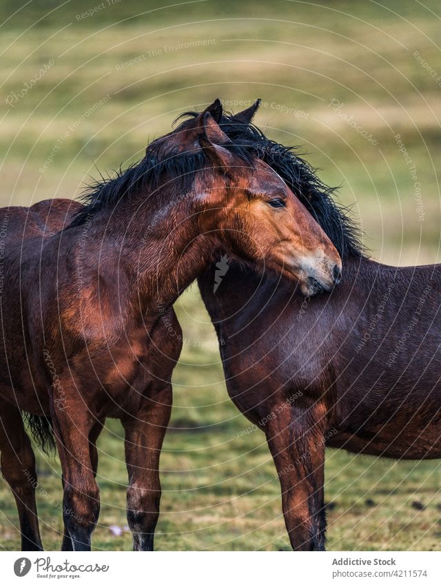 Horses caressing in green field with livestock horse purebred meadow animal domestic stallion nature countryside environment rural fresh verdant grass daytime