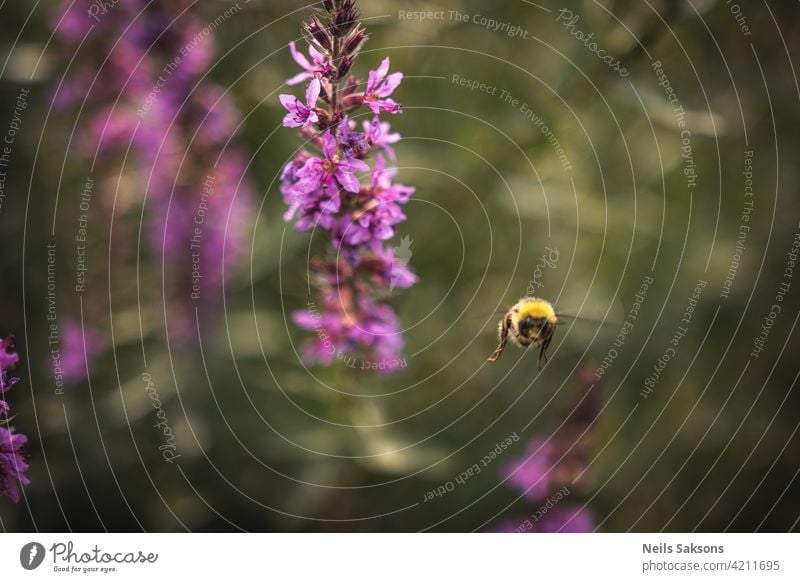 A bee collects nectar from bright purple flowers. Summer Flowering Purple Loosestrife, Lythrum tomentosum or spiked loosestrife and purple lythrum on a green blured background