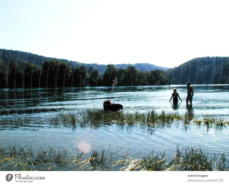 river walk Dog Summer Physics River Swimming & Bathing Human being To go for a walk Water Warmth