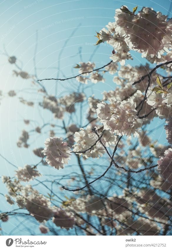 flowering tree tree blossom Lush Branch Twig Fruit garden Fruit trees Tree trunk Branched Leaf green Blossom leave Grown Maturing time White Blossoming Spring